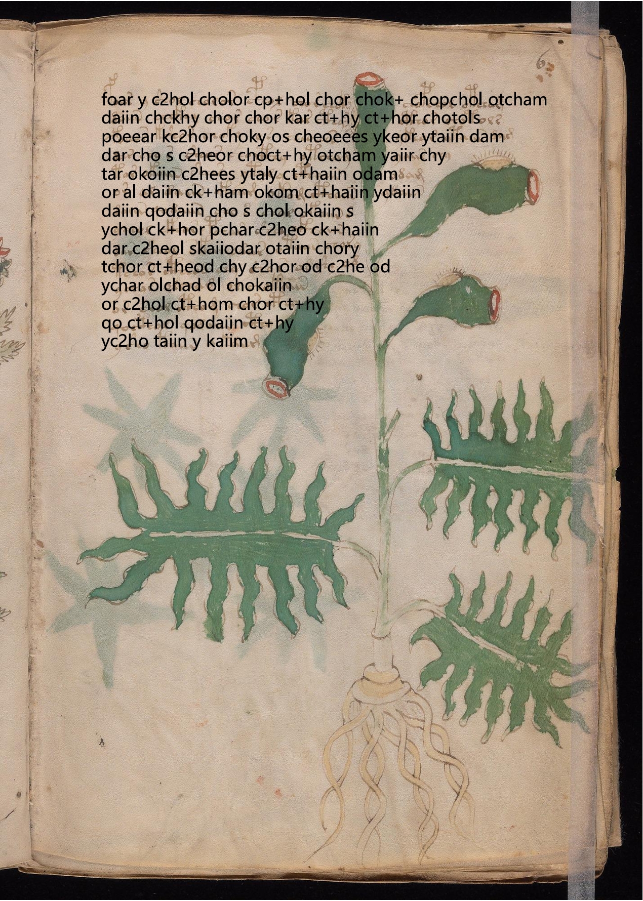 Folio 6r glyph overlay on parchment